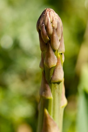 Roasted Parmesan Asparagus | Get Inspired Everyday! 