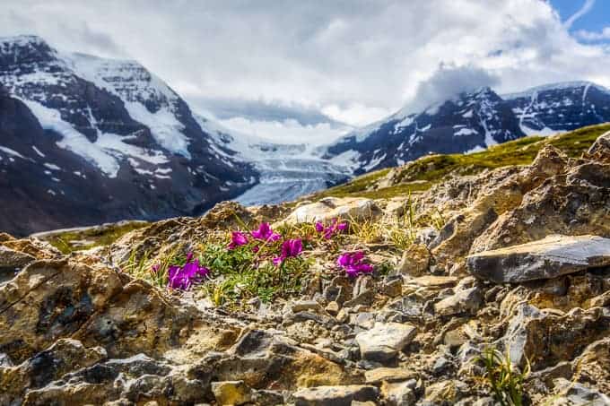 Wilcox Pass and Summit Scramble | Get Inspired Everyday!