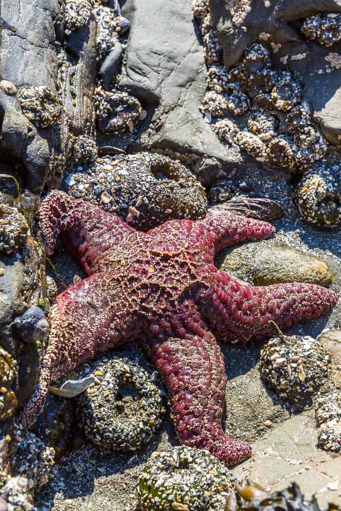 Schooner Cove Trail in Pacific Rim National Park | Get Inspired Everyday!