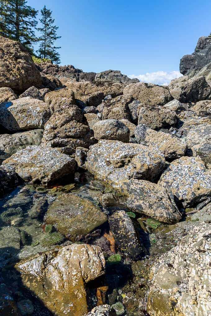 Schooner Cove Trail in Pacific Rim National Park | Get Inspired Everyday!