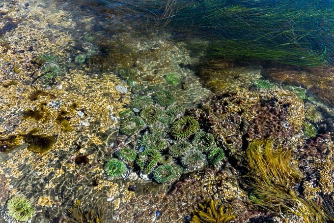 Schooner Cove Trail in Pacific Rim National Park | Get Inspired Everyday!