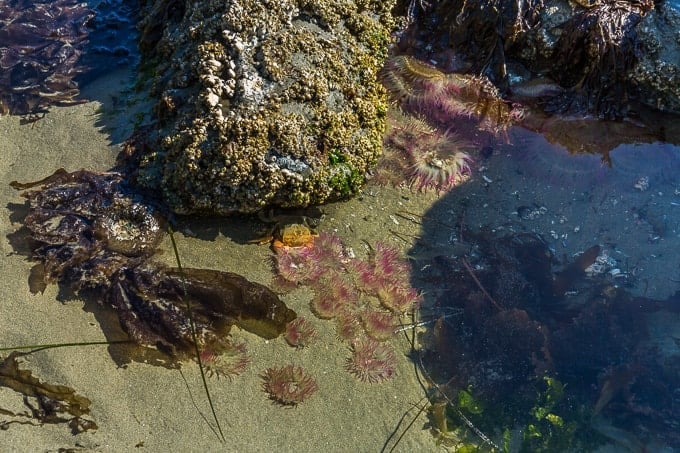 Schooner Cove Trail in Pacific Rim National Park | Get Inspired Everyday!