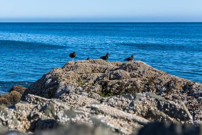 Schooner Cove Trail in Pacific Rim National Park | Get Inspired Everyday!