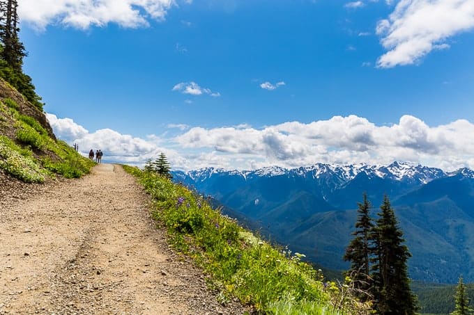 Hurricane Hill in Olympic National Park | Get Inspired Everyday!