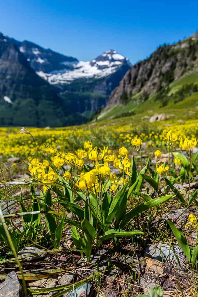 The Highline Trail in Glacier National Park | Get Inspired Everyday!