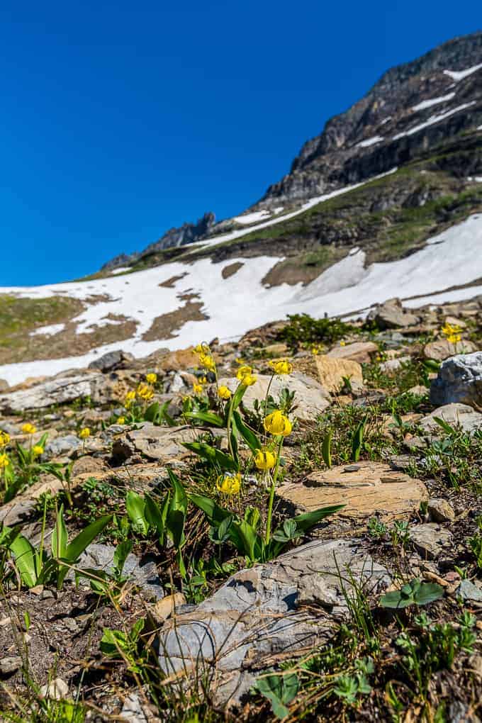 The Highline Trail in Glacier National Park | Get Inspired Everyday!