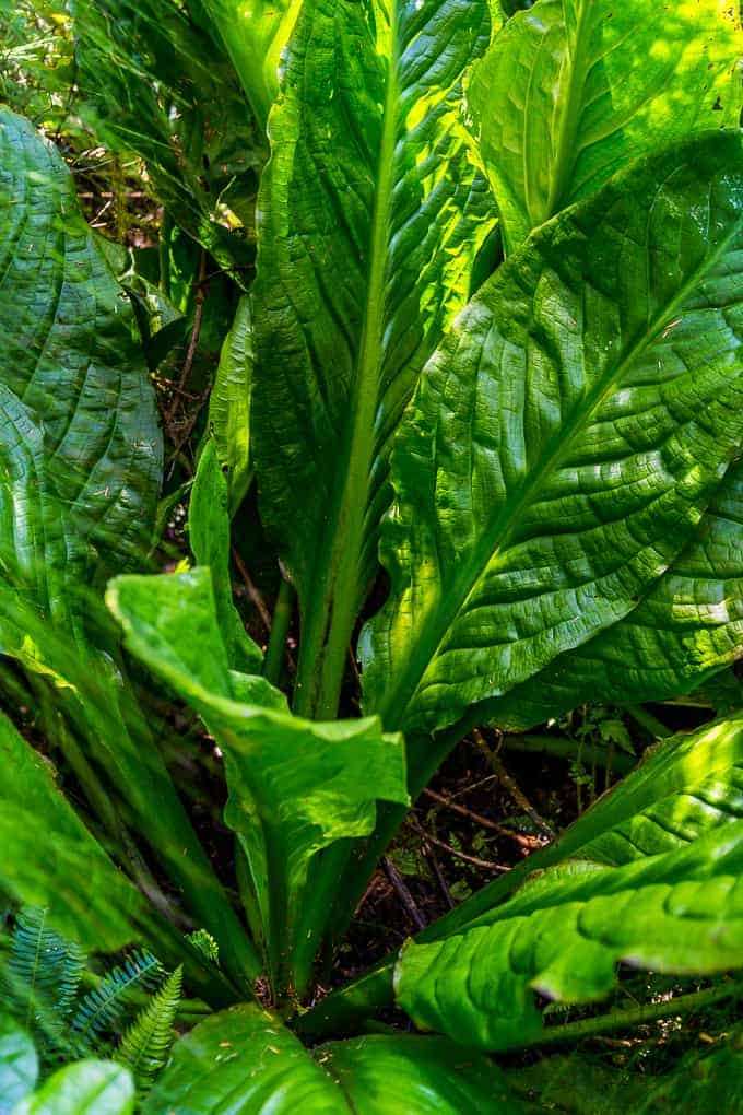 Wild Pacific Trail in Pacific Rim National Park | Get Inspired Everyday!