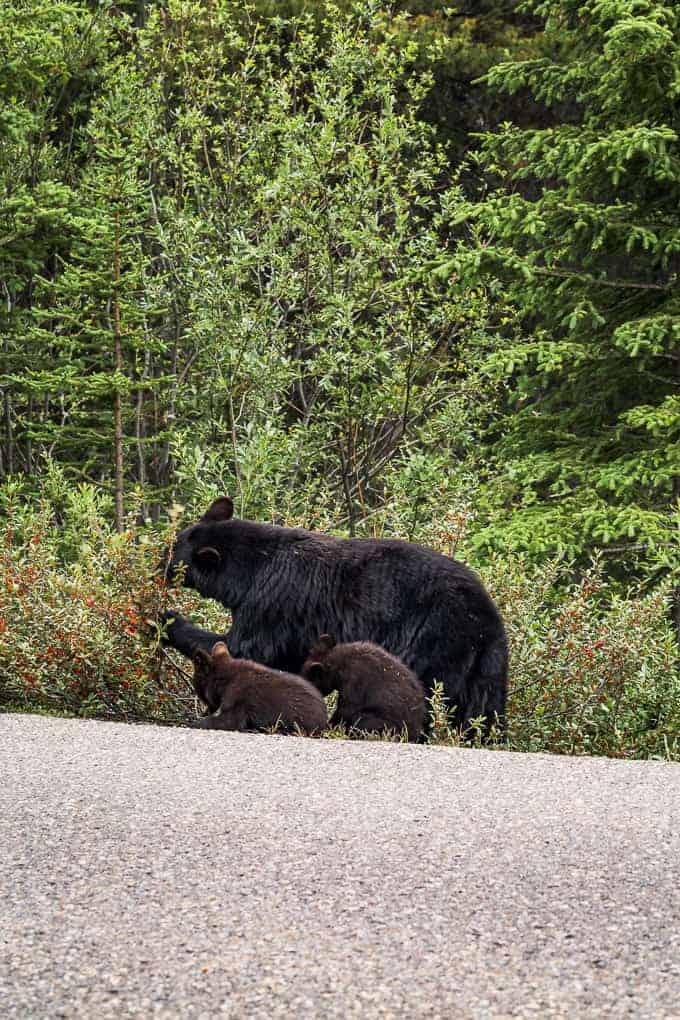 Tips for visiting Maligne Lake in Jasper National Park | Get Inspired Everyday!