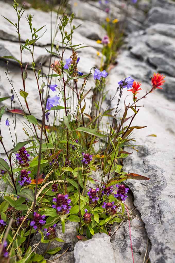 Tips for visiting Maligne Lake in Jasper National Park | Get Inspired Everyday!