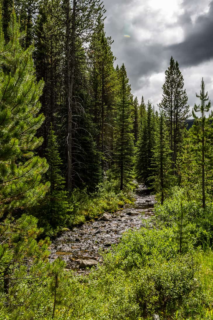 Creek running over rocks between fir trees.