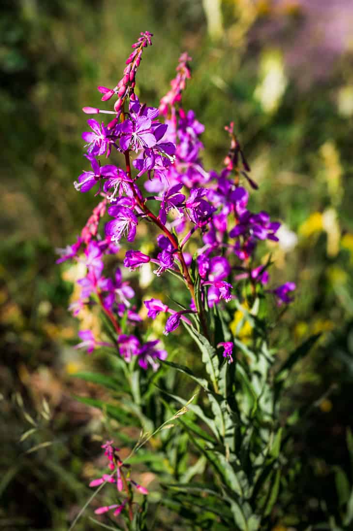 Wildflower season in Glacier!