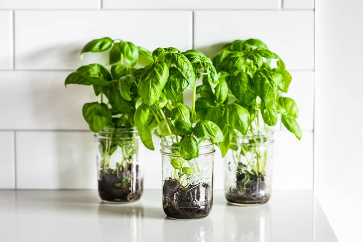 How to maintain living herbs, plus 3 mason jars of basil on a white background.