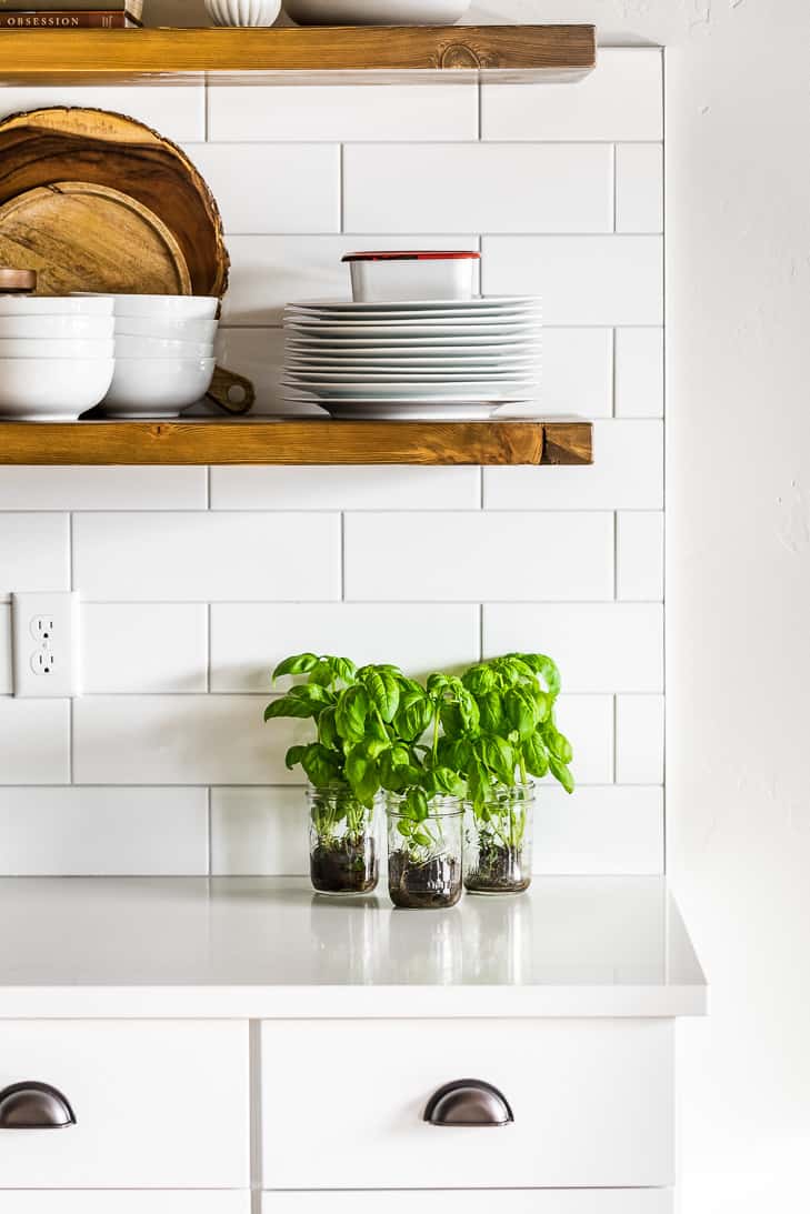 Living basil in mason jars on a white countertop with wooden open shelves and dishes above them.