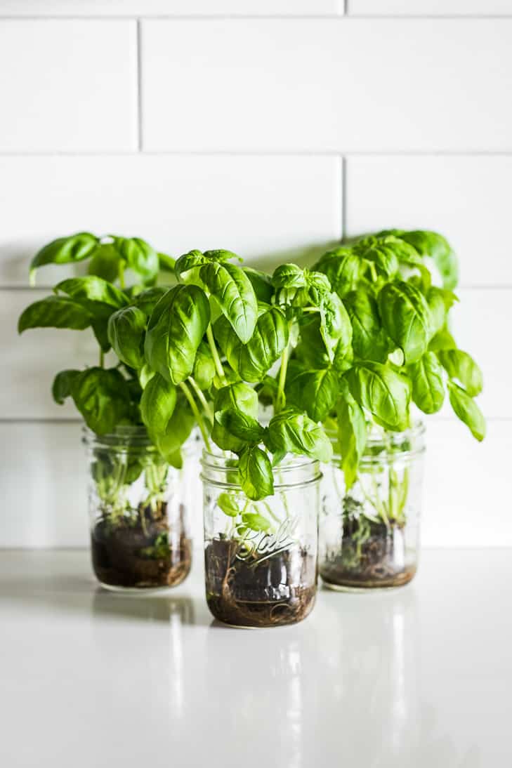 Three mason jars with living basil on a white countertop.