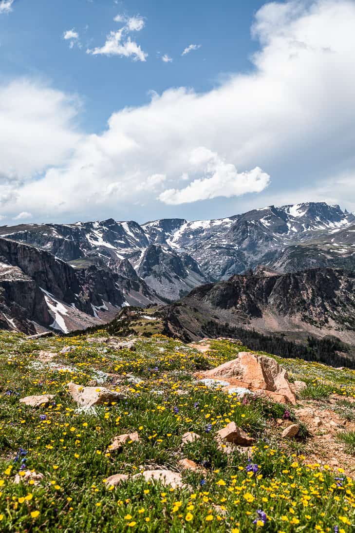 Mountain range showing the 'beartooth' mountain with wildflowers in the front, from the Beartooth Scenic Highway.