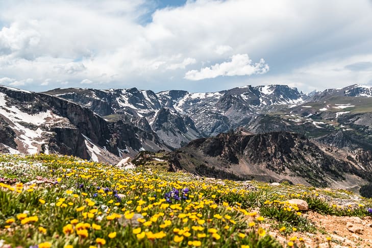 The main viewpoint of the Beartooth Mountain with wildflowers in the foreground.