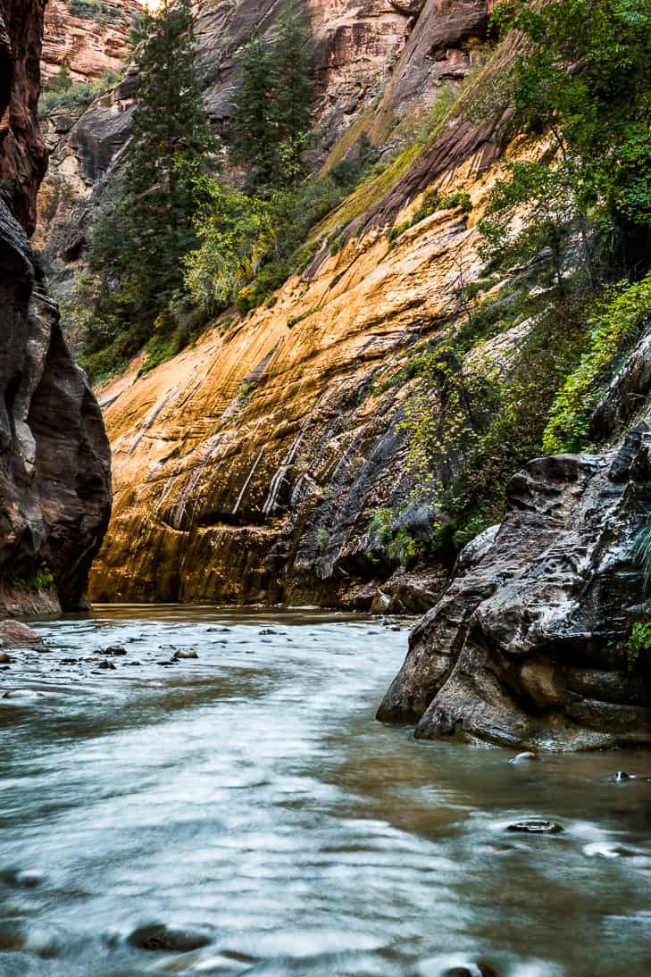 A section at the very beginning of The Narrows hike at the end of the day with gold light on the canyon wall.