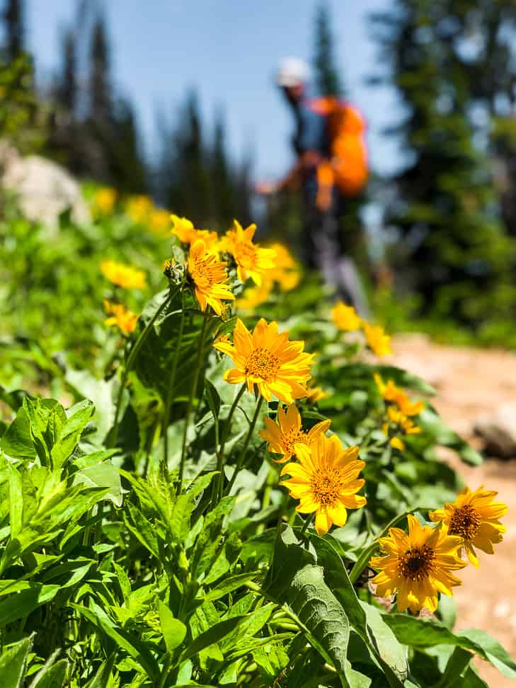 Wild sunflowers on the side of the trail with a hiker in the background with an orange backpack.