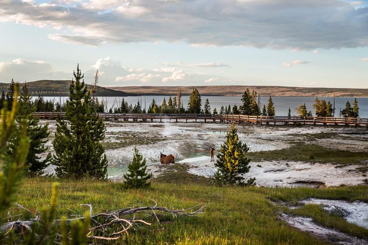 Looking over the geyser basin with elk grazing on the grass and Yellowstone Lake in the background.