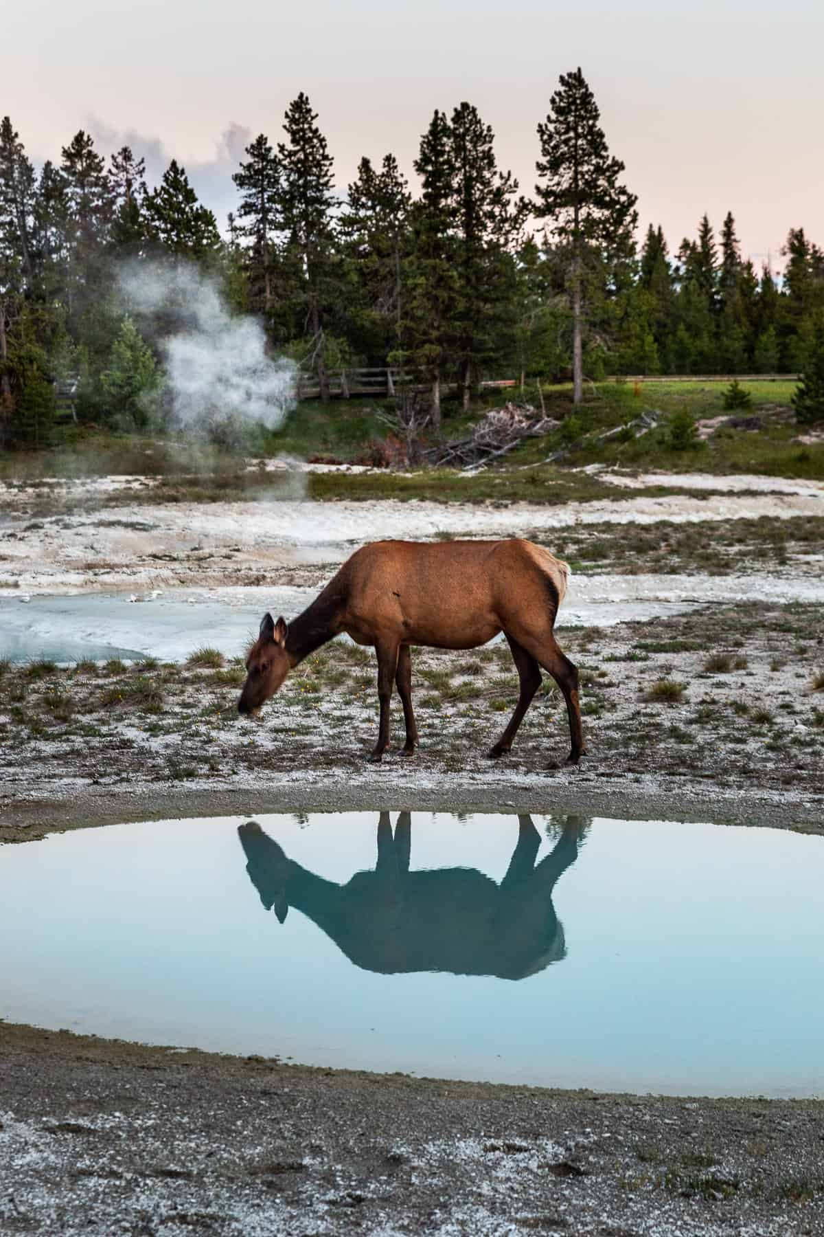 Cow elk grazing by a Yellowstone geyser with her reflection in the pool.