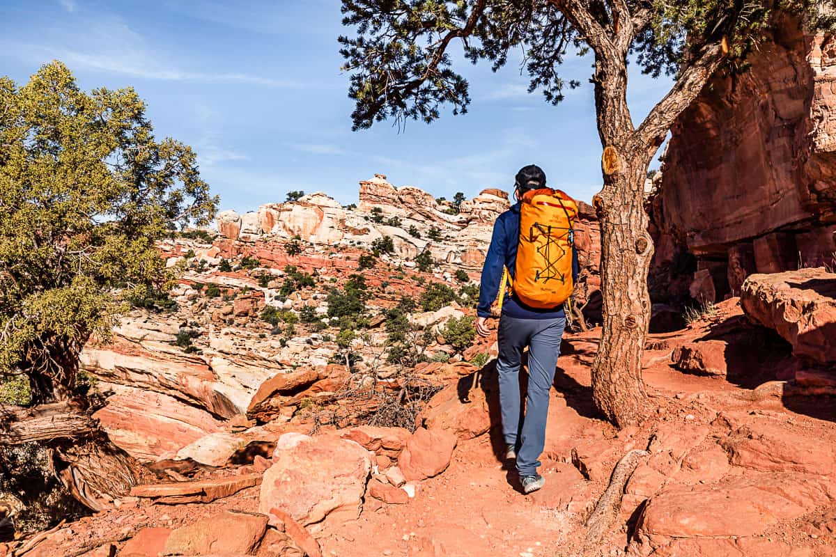 Man walking up the Cassidy Arch trail with white and orange rock, two green trees, and blue skies in the background.