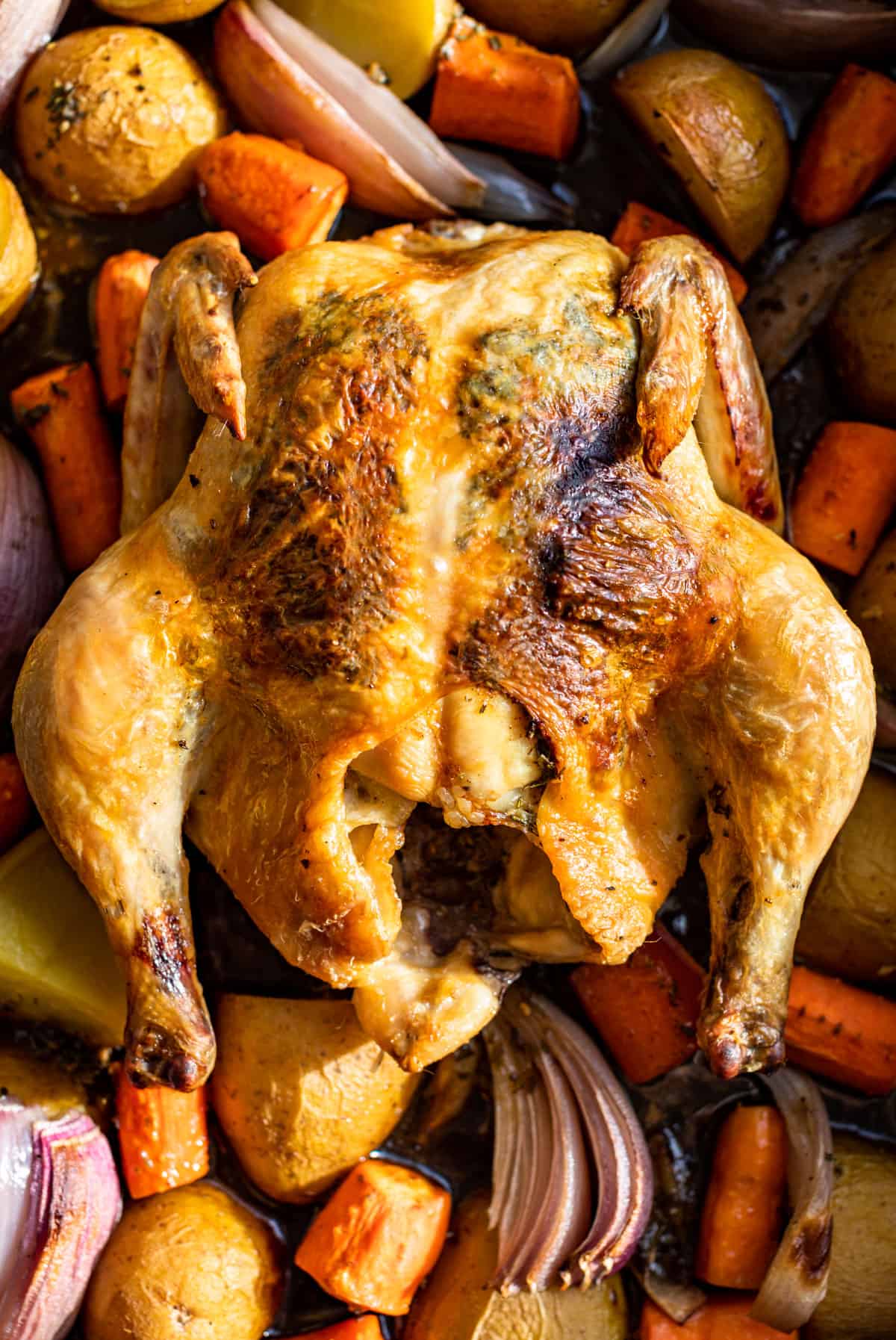 Close view of the whole Roasted Chicken with roasted potatoes, carrots, and onions around it.