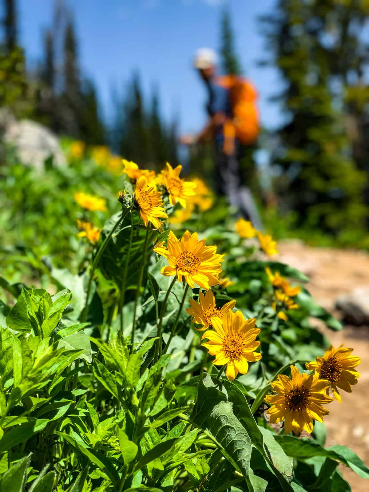 Sunflowers in the foreground and a man with an orange backpack hiking up the trail blurred out in the background.