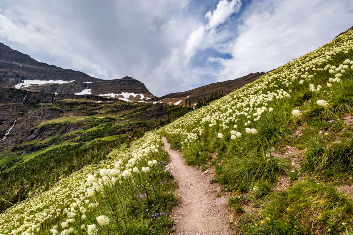 A green hillside with snowy white beargrass flowers and mountains in the distance.
