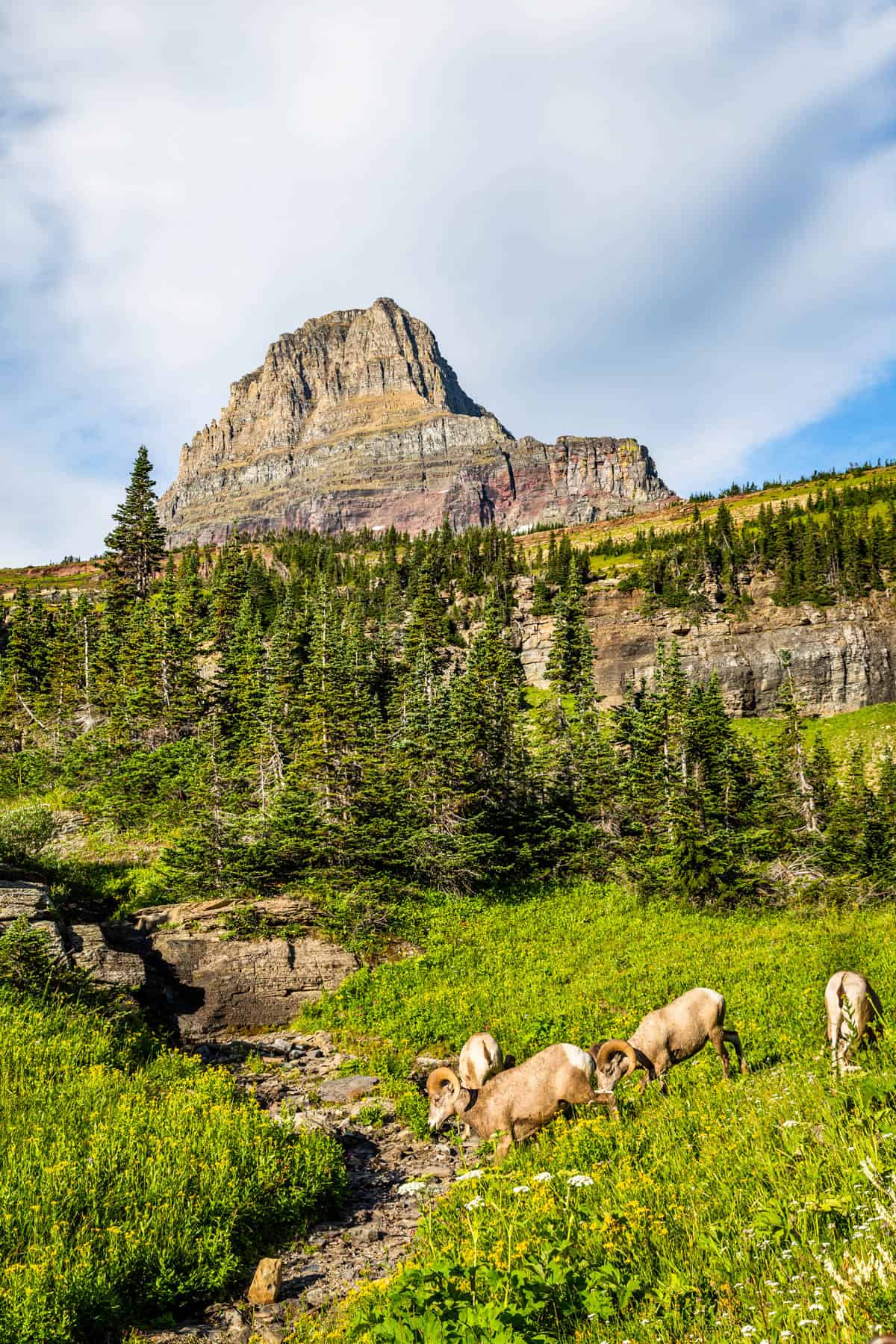 Big horn sheep in a green meadow below a towering mountain.