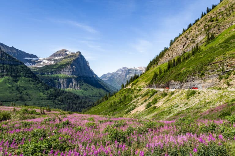 A section of Going to the Sun Road with 2 of the red touring buses and a mountain in the background and lots of fireweed wildflowers in the foreground.
