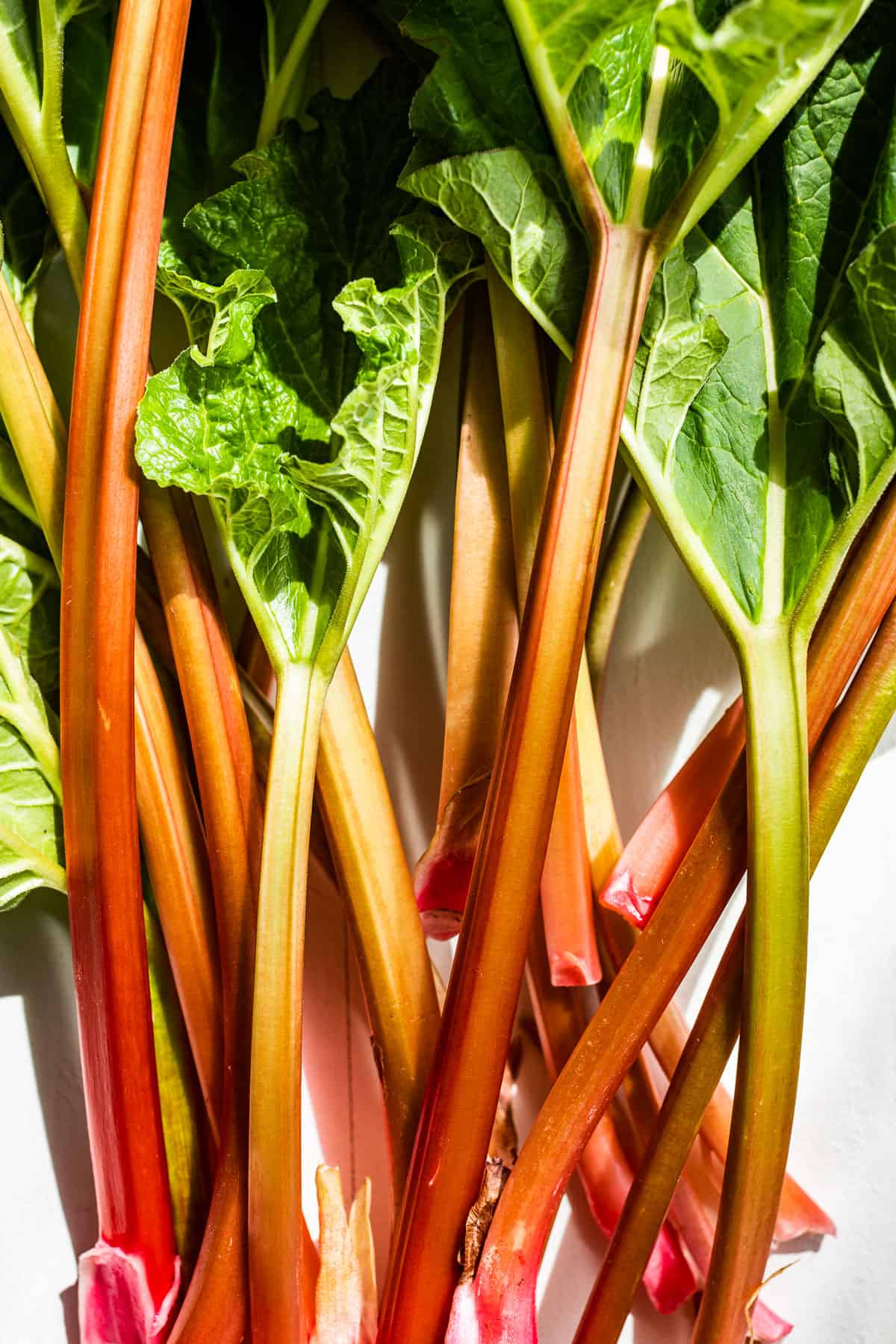 Stalks of rhubarb on a white background.